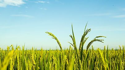 水稻烘干機(jī)市場也將出現(xiàn)新趨勢