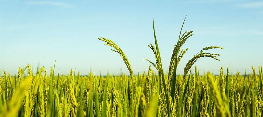 噴霧干燥設(shè)備的應(yīng)用